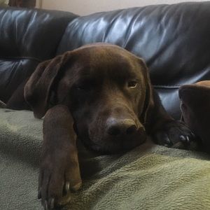 Meet your Posher, Amy